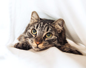 Какие успокоительные средства для кошек помогают справиться с тревожностью?