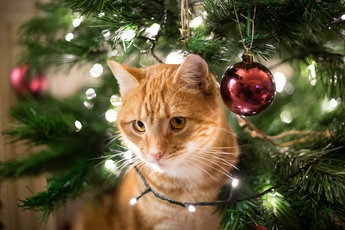 Рождественские ёлки: Опасны ли они для Кошек?