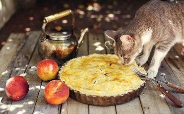 Опасные для вашей кошки продукты с праздничного стола