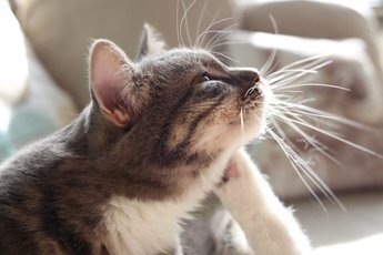 Распространенные укусы на кошках