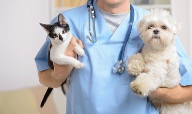 Чего не следует делать в ветеринарной клинике и перед походом в нее