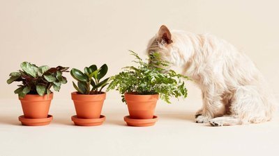 Опасные растения для собак