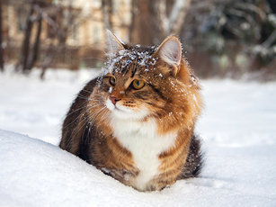 Обморожение у кошек