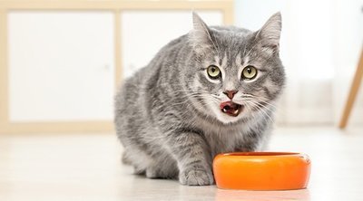 Необычные привычки питания у кошек