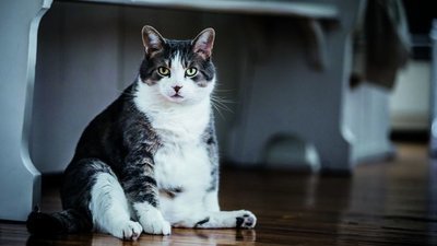Советы для стройного и здорового кота