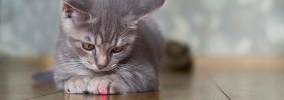 Вредны ли лазерные указки для кошек?