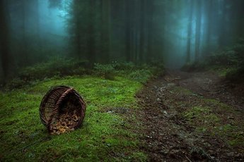 Таинственное исчезновение Кристофера Томпкинса посреди леса