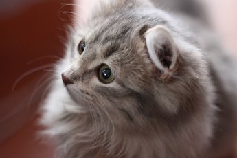 Когда кошка счастлива
