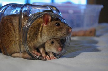 Крысы улыбаются, как люди и другие интересные факты об этих грызунах