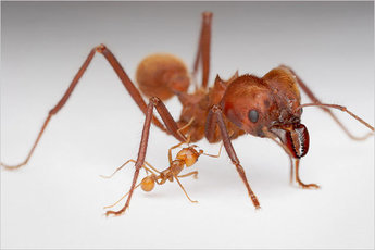Миф или правда? Телепортация матки муравья атта