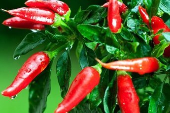 Перец чили успешно борется с раком легких