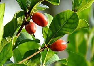 Чудо-ягода: Ягода Synsepalum Dulcificum