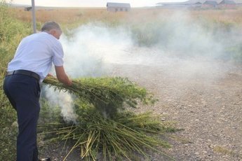 В Московской области полицейские уничтожили кусты дикорастущей конопли