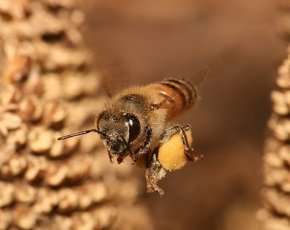 Познавательные факты о том, как пчелы учатся, думают и принимают решения