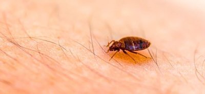 Натуральные средства от укусов насекомых: Как естественно предотвратить укусы насекомых?