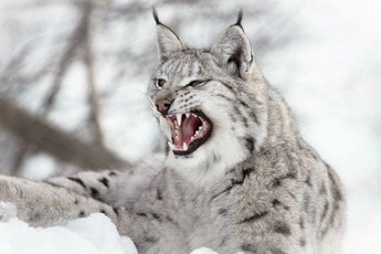 На рыбака напала бешеная рысь