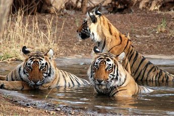 Горит национальный парк, где живут тигры