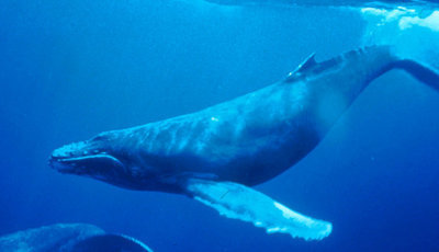 Почему киты такие большие?