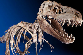 Кость четырехтонного динозавра обнаружили в западной части Франции