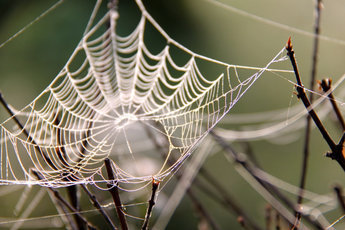 Генетикам удалось раскрыть тайну паука, плетущего самые прочные паутины