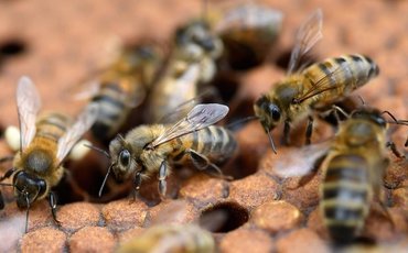 Почему мы ненавидим ос и любим пчел?