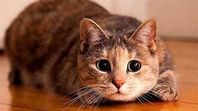 Кто приручил кошек