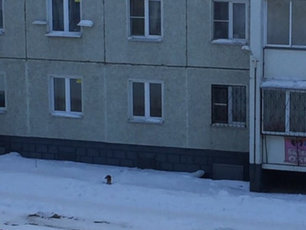 В Челябинске хозяин выгуливает собаку через окно, не выходя из квартиры