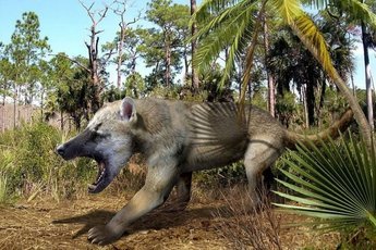 Обнаружены останки одного из крупнейших хищных млекопитающих