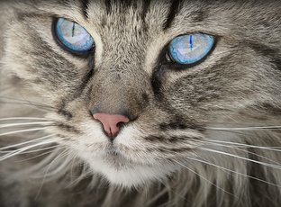 Почему кошка лучше собаки