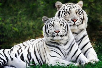 Как случилось, что диких тигров меньше, чем живущих в неволе?