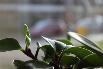 Зеленые друзья: комнатные растения как элемент стиля