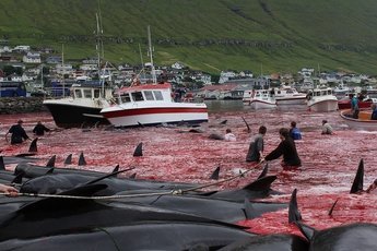 Жестокая традиция китобоев Фарерских островов