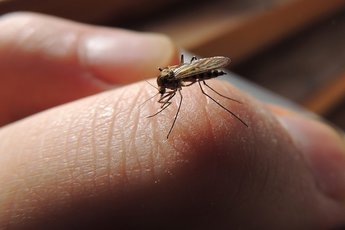 Почему комары кусают некоторых сильнее?
