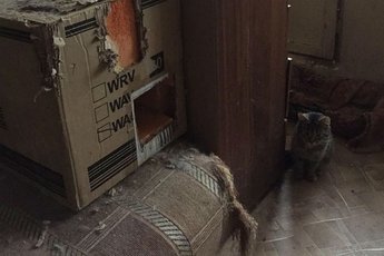 В Петербурге, запертые в квартире коты, затопили несколько квартир