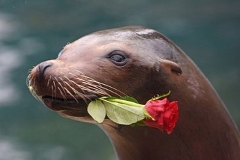 Морские львы тоже ходят за рыбой на рынок