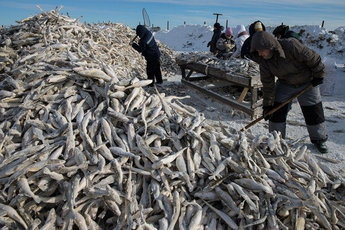 На Сахалине выбрасывают рыбу, а на материке платят сотни рублей за нее