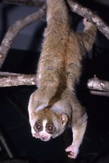 Медленный лори: пушистый примат с ядовитым укусом