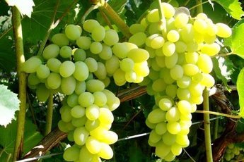 Виноград поможет справиться с раком легких