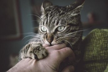 Почему иногда, когда вы гладите кошку она вас может укусить?