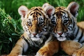 Тигрят Павлика и Елену скоро выпустят в дикую природу