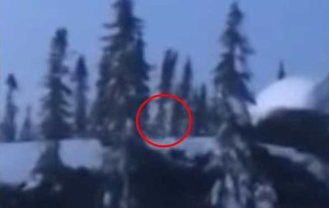 На видео засняли как огромный йети вырывает деревья