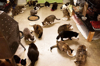 В канадской квартире живут 300 кошек