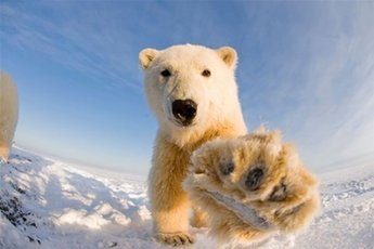 Почему в прибалтийском зоопарке усыпили русского медведя