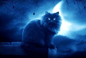Магическая тайна, которую хранит ваша кошка