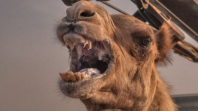 Бешеный верблюд отправил саратовское село на карантин