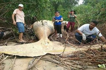 В Бразилии в джунглях нашли маленького кита