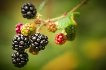 Прибывшая из Мексики ежевика будет уничтожена
