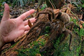 Гигантский паук - сказка или реальность