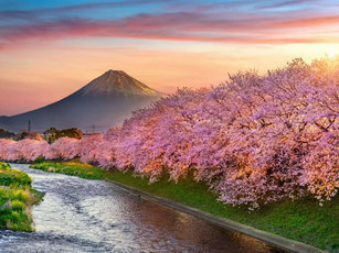 Невероятные цветочные сезоны в Японии